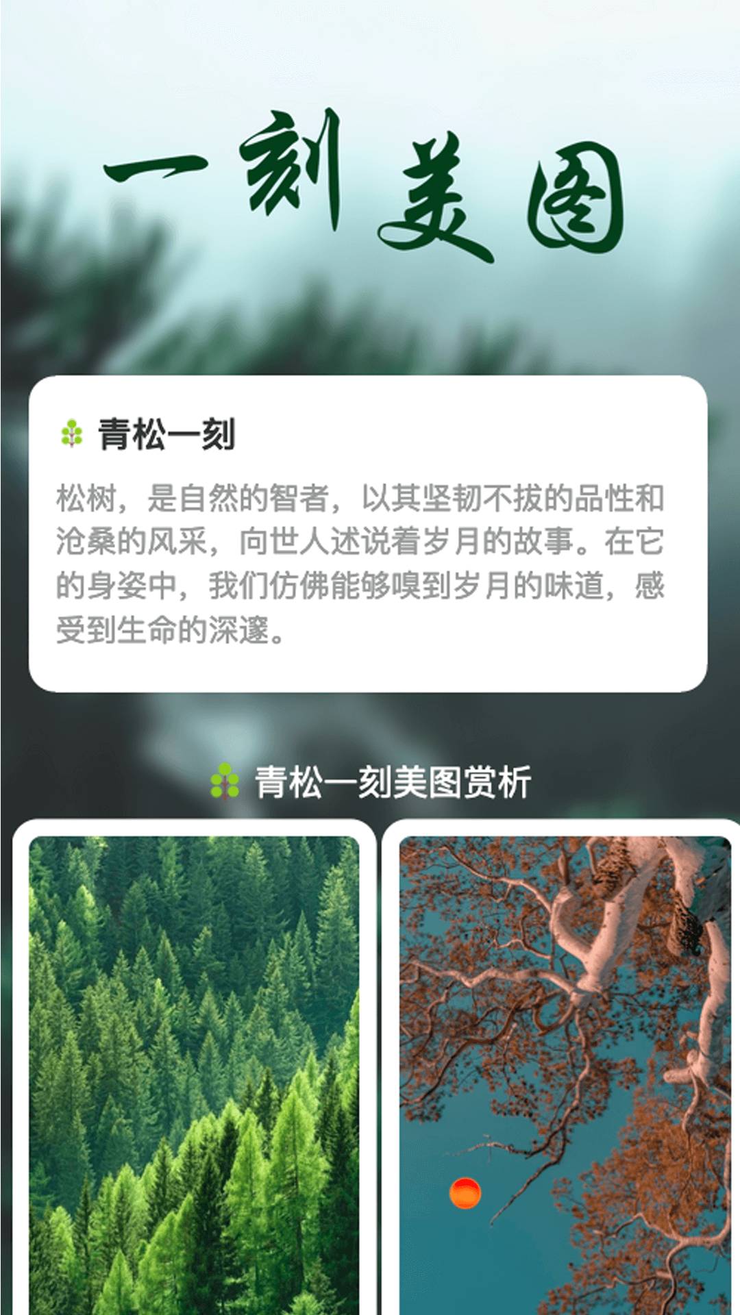 青松一刻最新版