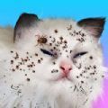 CatMakeover