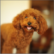 DogBreeds狗品种官网版