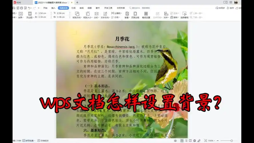 如何将wps电脑版ppt背景改为纯色