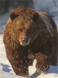 疯狂神射手乔木林动物图鉴有哪些